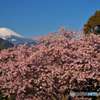 河津桜と富士