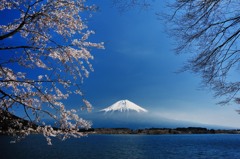 田貫湖の春