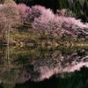 中綱湖の春