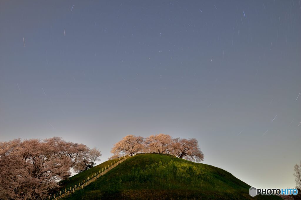 夜の古墳桜