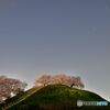 夜の古墳桜