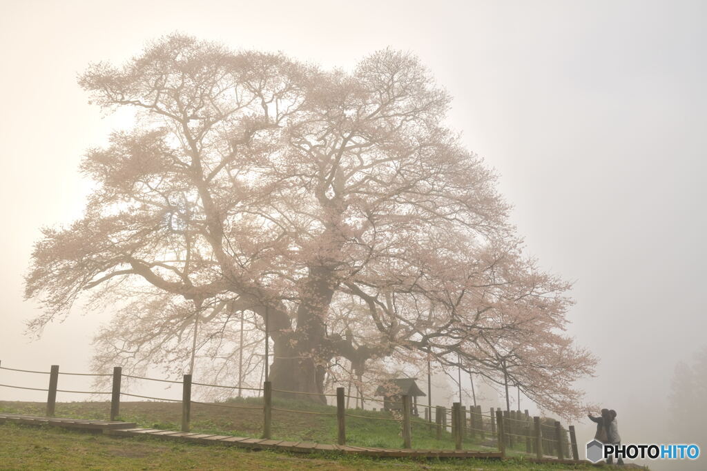 朝霧の桜の木の下で