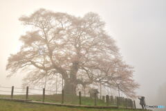 朝霧の桜の木の下で