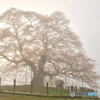 朝霧の桜の木の下で