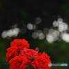 真紅の薔薇