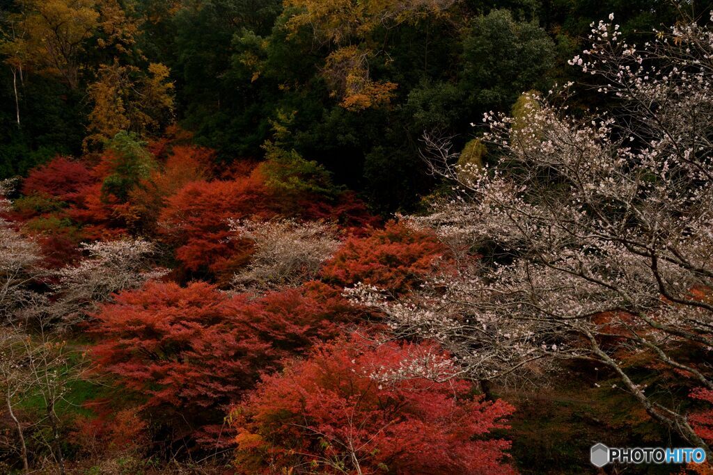 桜咲く秋景色