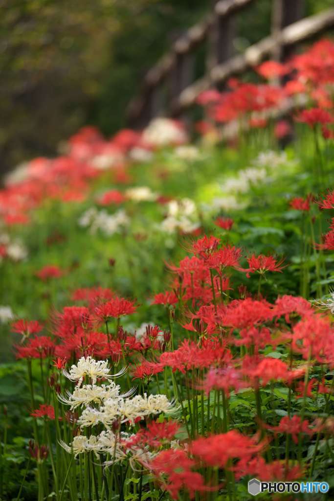 紅白華合戦