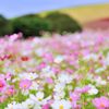 パステルカラーの丘