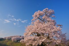 青天桜咲 