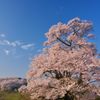 青天桜咲 