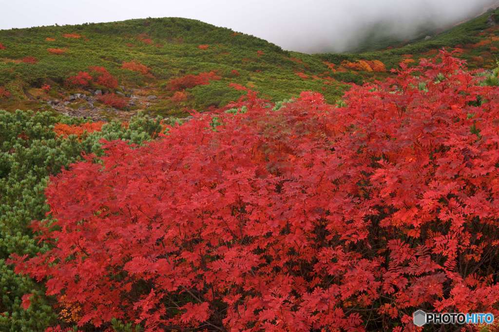 深紅