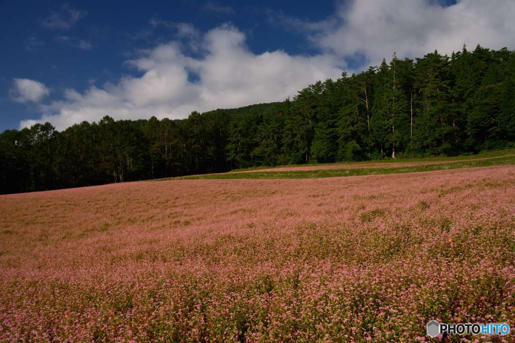 Red buckwheat field