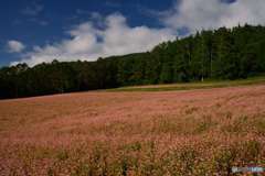 Red buckwheat field