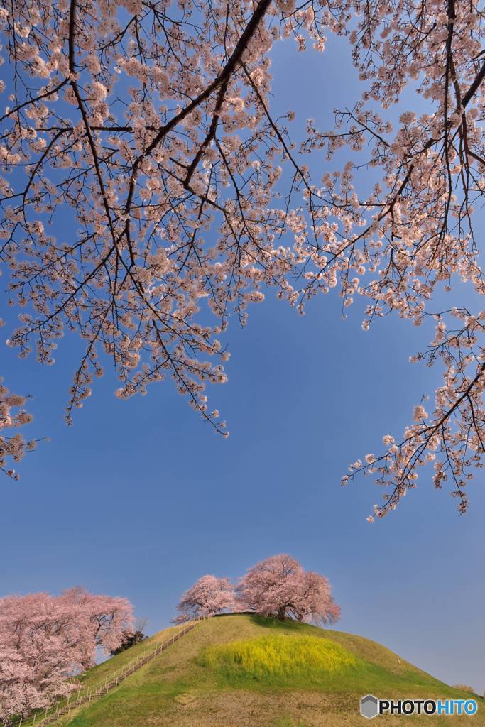 桜古墳