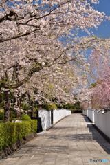 桜花小路