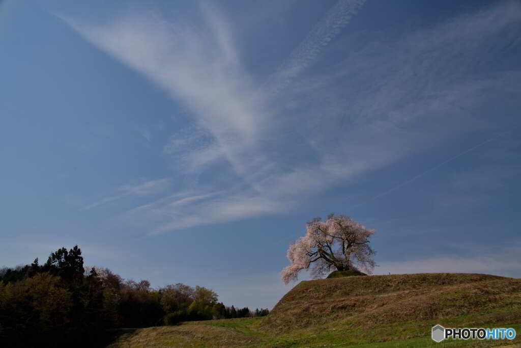 大空と一本桜