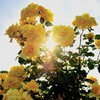 薔薇と太陽