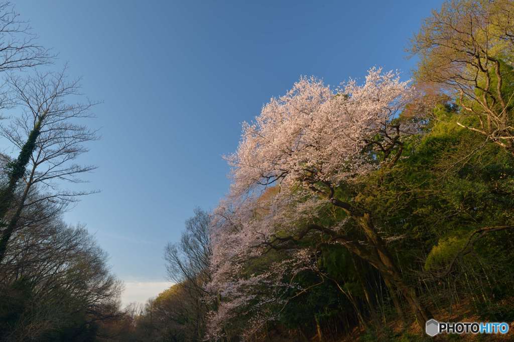 いつもの春