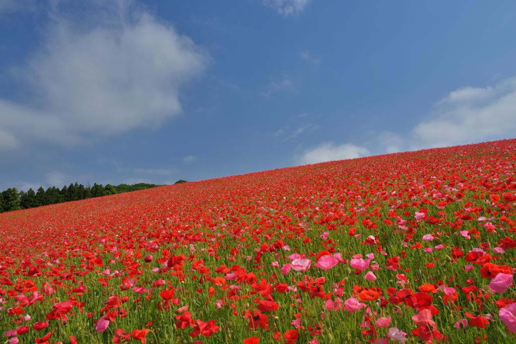 雛芥子の丘