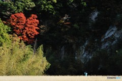 紅葉に魅せられて