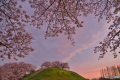 春暁の桜