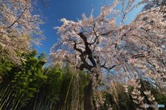 枝垂れ桜と竹林