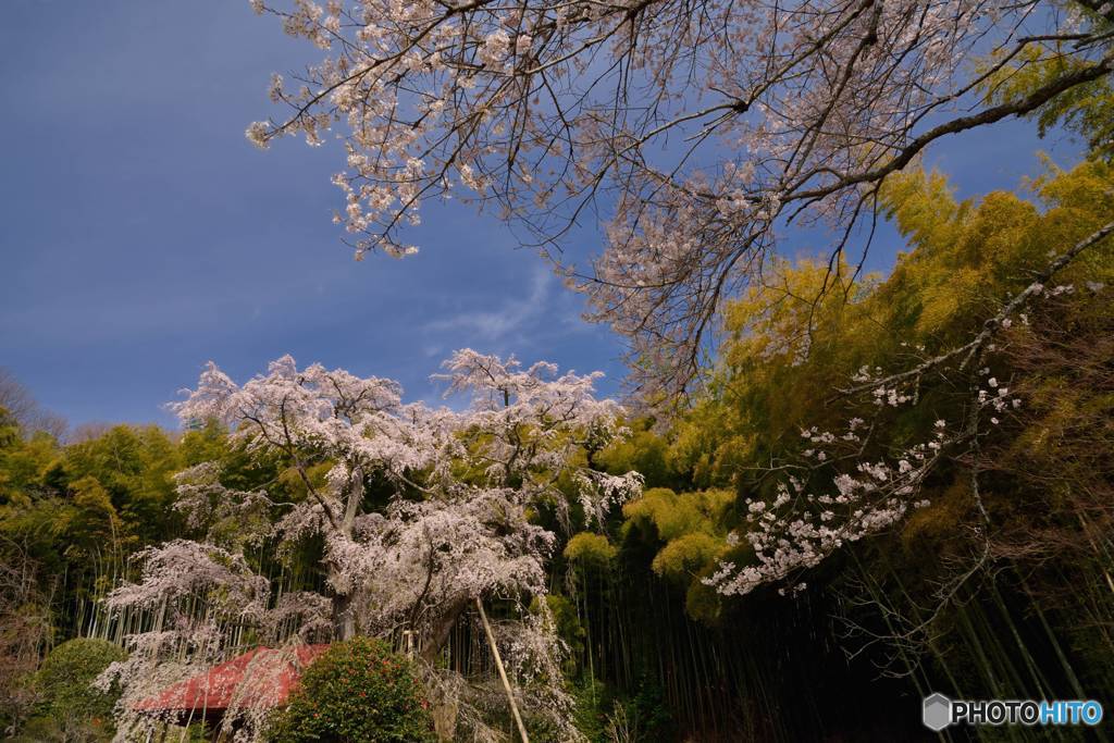雪村庵の桜