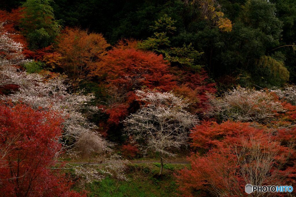 もみじ桜