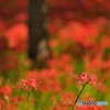 ツートップ
