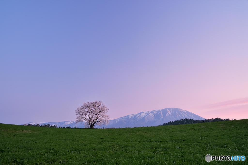 孤高の桜