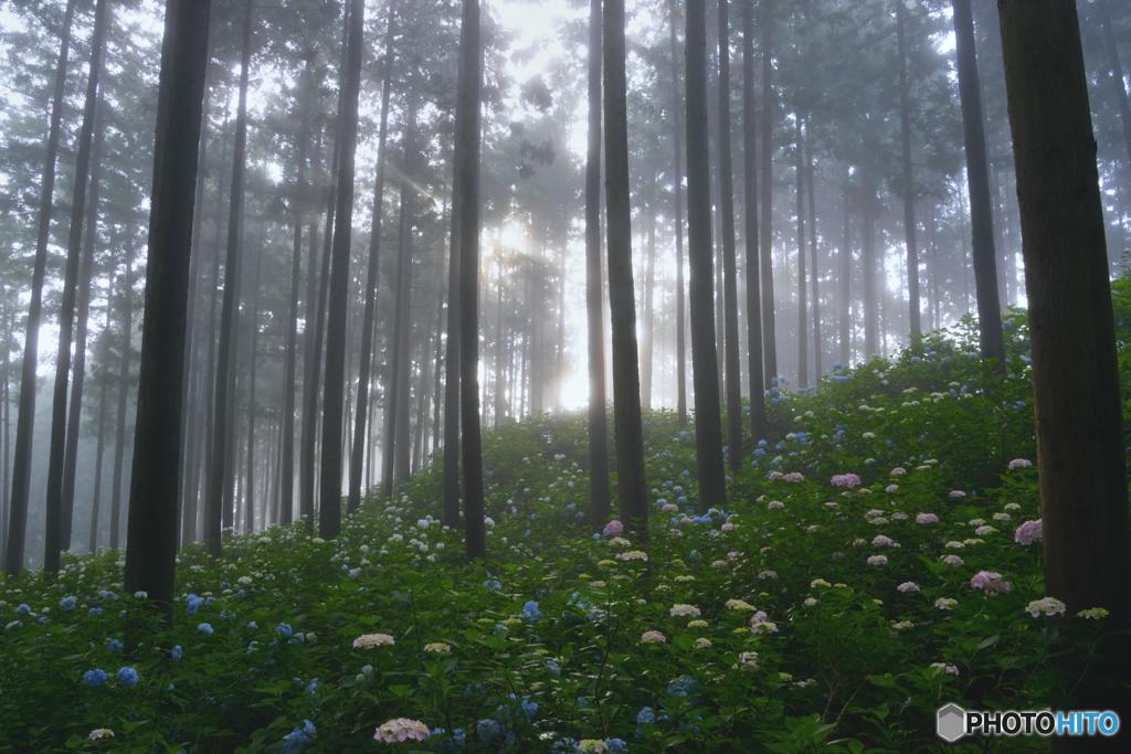 朝靄の中で