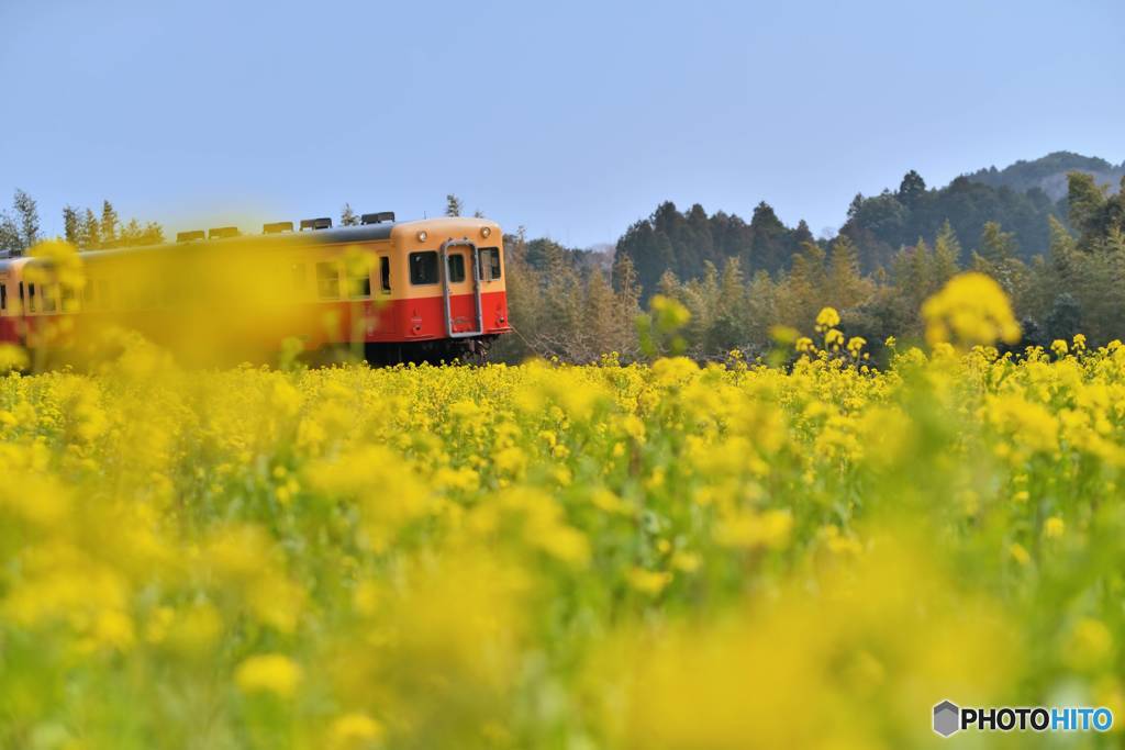 ほのぼの鉄道