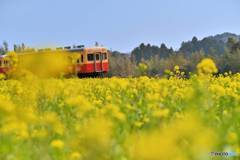 ほのぼの鉄道