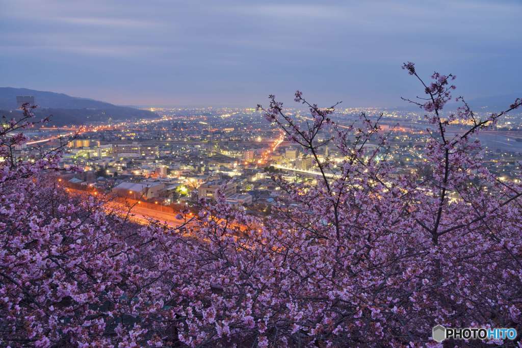 夜明けの街、目覚めの桜