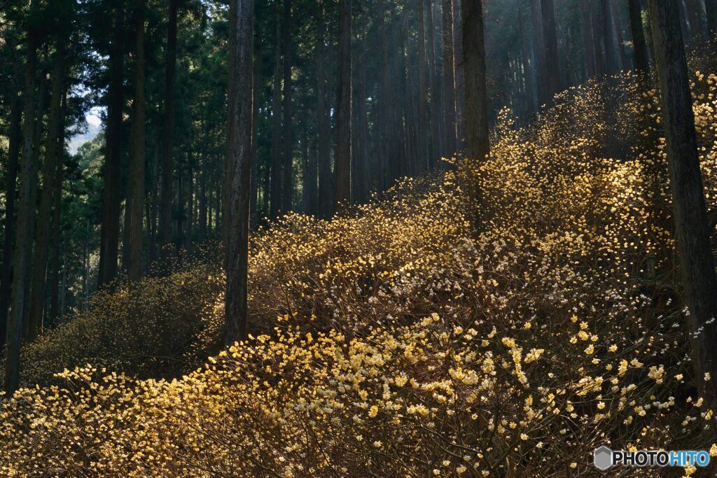 森の花園
