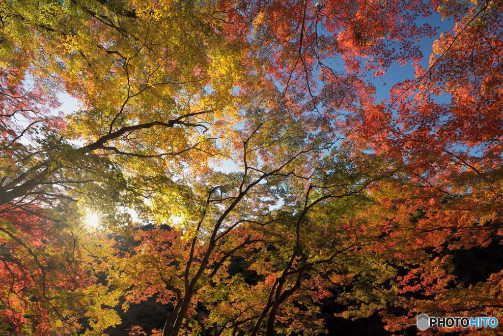 紅葉・もみじ・モミジ