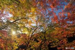 紅葉・もみじ・モミジ