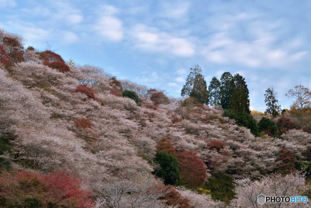 四季桜と秋の空