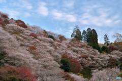 四季桜と秋の空