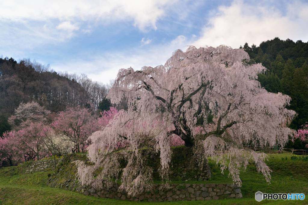 又兵衛桜