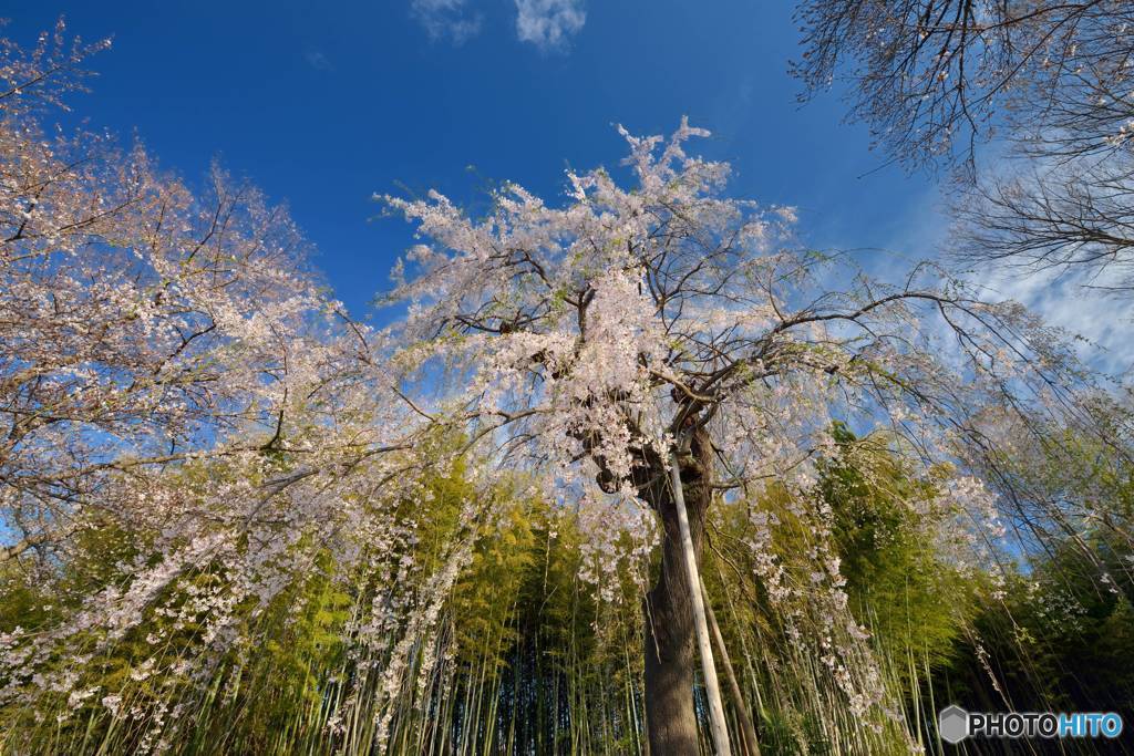 爽快枝垂桜