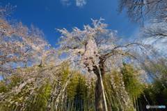 爽快枝垂桜