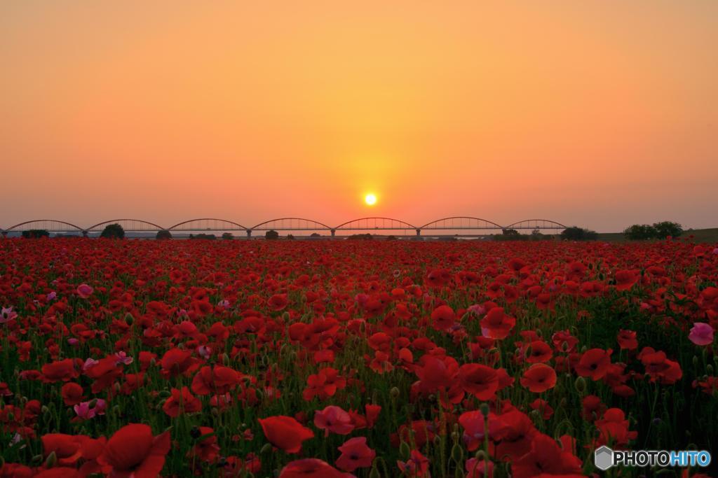 夕日のポピー畑