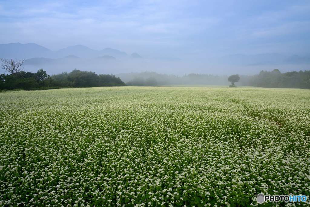 朝霧と蕎麦畑