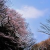 北本のエドヒガン2013