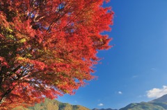 青空と紅葉