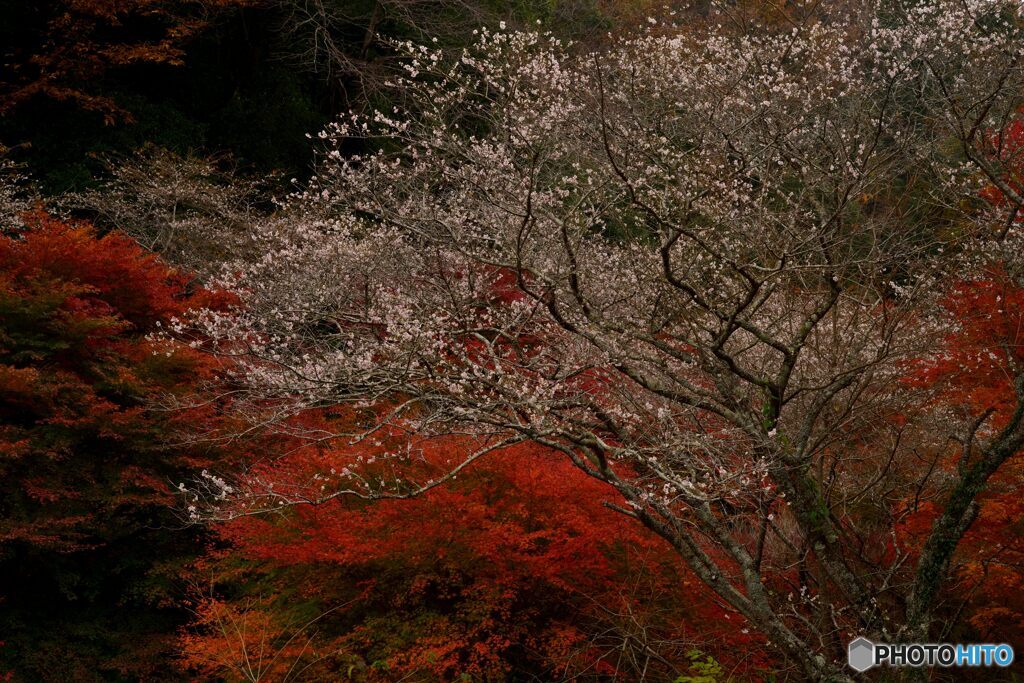 桜と紅葉の共演