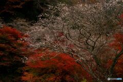 桜と紅葉の共演