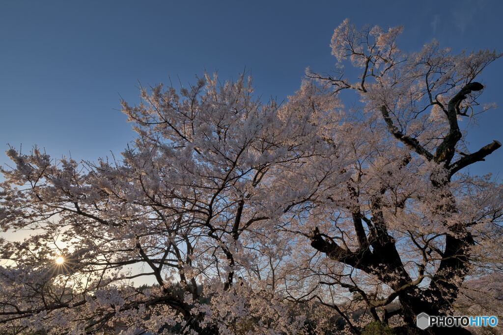 花、漲る。