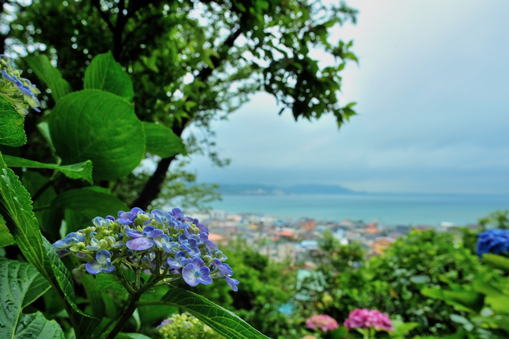 海を眺めた雨の朝